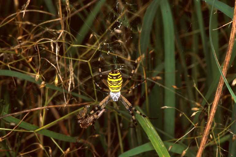 Argiope_bruennichi_P1492_Z_87_Les Gris_Frankrijk.jpg